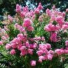 Lagestroemia Indica World's Fair - Lilas Des Indes Rose Framboise -Promos Jardin Bulbes Magasin Lagerstroemia indica Worlds Fair ld HansJE 781739 1