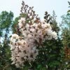 Lagerstroemia Indica Kimono - Lilas Des Indes Blanc -Promos Jardin Bulbes Magasin Lagerstroemia indica ld littlegemtrees 80027 1