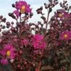Lilas Des Indes - Lagerstroemia Indica Rhapsody In Blue -Promos Jardin Bulbes Magasin Lagerstroemia indica rhapsody in blue V 100702 1