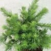 Larix Kaempferi Blue Dwarf - Mélèze Du Japon Nain -Promos Jardin Bulbes Magasin Larix kaempferi Blue Dwarf 666002 1