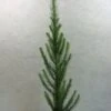 Larix Kaempferi Jakobsen's Pyramid - Mélèze Du Japon -Promos Jardin Bulbes Magasin Larix kaempferi Jakobsen s Pyramid 669002 1