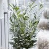 Laurier Cerise - Prunus Laurocerasus Elly -Promos Jardin Bulbes Magasin Laurier cerise Prunus laurocerasus Elly copyright 179320 1