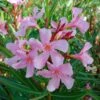 Laurier Rose Emilie - Nerium Oleander -Promos Jardin Bulbes Magasin Laurier rose Emilie 87051 1 1