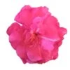 Laurier Rose Double Roseum Plenum - Nerium Oleander -Promos Jardin Bulbes Magasin Laurier rose Roseum Plenum 87052 1