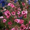 Leptospermum Coral Candy - Arbre à Thé -Promos Jardin Bulbes Magasin Leptospermum Coral candy 85737 1