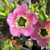 Leptospermum Karo Spectro Bay - Arbre à Thé -Promos Jardin Bulbes Magasin Leptospermum Karo Spectro Bay 781673 1