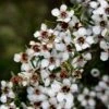 Leptospermum Scoparium Blanc -Promos Jardin Bulbes Magasin Leptospermum scoparium Blanc 83356 2