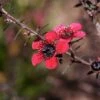 Leptospermum Scoparium Nanum Kiwi - Arbre à Thé De Nouvelle-Zélande -Promos Jardin Bulbes Magasin Leptospermum scoparium Nanum Kiwi LD 16259 1