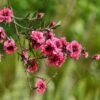 Leptospermum Scoparium Red Damask - Arbre à Thé -Promos Jardin Bulbes Magasin Leptospermum scoparium Red damask 82204 1