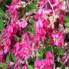 Lespedeza Bicolor Summer Beauty - Trèfle En Arbre -Promos Jardin Bulbes Magasin Lespedeza bicolor Summer Beauty Trefle en arbre IF 17915 1