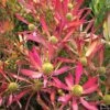 Leucadendron Cheeky -Promos Jardin Bulbes Magasin Leucadendron Cheeky IF 16676 1