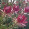 Leucadendron Devil's Blush -Promos Jardin Bulbes Magasin Leucadendron Devil s Blush 15353 1