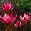 Leucadendron Fireglow -Promos Jardin Bulbes Magasin Leucadendron Fireglow 83362 1