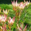 Leucadendron Jack Harre -Promos Jardin Bulbes Magasin Leucadendron Jack Harre 81324 1