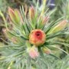 Leucadendron Jubilee Crown -Promos Jardin Bulbes Magasin Leucadendron Jubilee Crown 16678 1