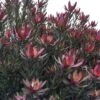 Leucadendron Safari Sunset -Promos Jardin Bulbes Magasin Leucadendron Safari Sunset 83363 1