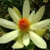 Leucadendron Summer Sun -Promos Jardin Bulbes Magasin Leucadendron Summer Sun 89607 1