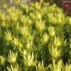 Leucadendron Inca Gold -Promos Jardin Bulbes Magasin Leucadendron inca gold IF 16261 1