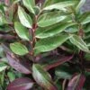 Leucothoe Fontanesiana Rainbow -Promos Jardin Bulbes Magasin Leucothoe Fontanesiana Rainbow 7884 1