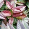 Leucothoe Fontanesiana Zebonard - Leucothoe Walteri Zebonard -Promos Jardin Bulbes Magasin Leucothoe Lovita Zebonard 88602 1