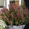 Leucothoe Axillaris Twisting Red -Promos Jardin Bulbes Magasin Leucothoe Twisting Red 81428 1
