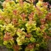 Leucothoe Axillaris Curly Gold -Promos Jardin Bulbes Magasin Leucothoe axillaris Curly Gold 16582 1