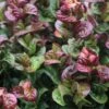 Leucothoe Axillaris Curly Red -Promos Jardin Bulbes Magasin Leucothoe axillaris Curly Red 781634 1