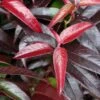 Leucothoe Fontanesiana Crimson Globe -Promos Jardin Bulbes Magasin Leucothoe fontanesiana Crimson Globe V 18258 1
