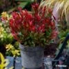 Leucothoe Fontanesiana Little Flames -Promos Jardin Bulbes Magasin Leucothoe fontanesiana Little Flames 89655 1
