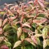 Leucothoe Fontanesiana Makijaz -Promos Jardin Bulbes Magasin Leucothoe fontanesiana Makijaz 79035 1