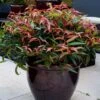 Leucothoe Keiskei Burning Love -Promos Jardin Bulbes Magasin Leucothoe keiskei Burning Love 84127 3 1