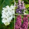 Lilas - Syringa Three Sisters -Promos Jardin Bulbes Magasin Lilas Syringa Three Sisters copyright adobestock 19048 1