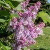 Lilas Commun - Syringa Vulgaris Kindy Rose 2 Lilas Commun - Syringa Vulgaris Kindy Rose -Promos Jardin Bulbes Magasin Lilas commun Syringa vulgaris Kindy Rose copyright 1008732 1