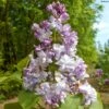 Lilas Commun - Syringa Vulgaris Konchalovskii -Promos Jardin Bulbes Magasin Lilas commun Syringa vulgaris Konchalovskii LD 1008742 1