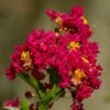 Lilas Des Indes - Lagerstroemia Indica Caroline Beauty -Promos Jardin Bulbes Magasin Lilas des Indes Lagerstroemia indica Caroline Beauty copyright 1006911 1