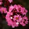 Lilas Des Indes - Lagerstroemia Indica Enduring Pink -Promos Jardin Bulbes Magasin Lilas des Indes Lagerstroemia indica Enduring Pink IF 1001392 1