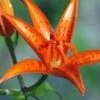 Lis Botanique - Lilium Tsingtauense NU -Promos Jardin Bulbes Magasin Lilium tsingtauense 4225 1