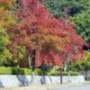 Liquidambar Formosana - Copalme De Chine -Promos Jardin Bulbes Magasin Liquidambar formosana 100715 1