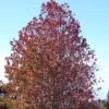 Liquidambar Styraciflua -Promos Jardin Bulbes Magasin Liquidambar styraciflua 84135 1