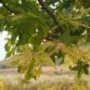 Liquidambar Styraciflua Aurea - Copalme D'Amérique -Promos Jardin Bulbes Magasin Liquidambar styraciflua Aurea 84137 1