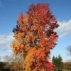 Liquidambar Styraciflua Golden Sun - Copalme D'Amérique -Promos Jardin Bulbes Magasin Liquidambar styraciflua Golden Sun 87894 1