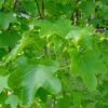Liquidambar Styraciflua Rotundiloba - Copalme D'Amérique -Promos Jardin Bulbes Magasin Liquidambar styraciflua Rotundiloba 84139 1