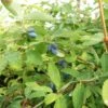 Lonicera Kamtschatica Kalinka - Baie De Mai -Promos Jardin Bulbes Magasin Lonicera kamtchatica Kalinka v Blomsterlandet 80064 1