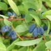Lonicera Kamtschatica Sweet Myberry - Baie De Mai -Promos Jardin Bulbes Magasin Lonicera kamtschatica Sweet Myberry 83043 1