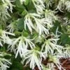Loropetalum Chinense Carolina Moonlight -Promos Jardin Bulbes Magasin Loropetalum chinense Carolina Moonlight 1007192 1