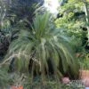 Macrozamia Moorei - Cycas De Moore -Promos Jardin Bulbes Magasin Macrozamia moorei 89916 1