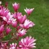 Magnolia Betty -Promos Jardin Bulbes Magasin Magnolia Betty 100267 1