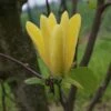 Magnolia Daphne -Promos Jardin Bulbes Magasin Magnolia Daphne 84149 1