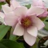 Magnolia Fairy Blush - Michelia Hybride -Promos Jardin Bulbes Magasin Magnolia Fairy Blush 0536 1