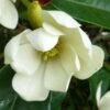 Magnolia Fairy Cream - Magnolia Hybride -Promos Jardin Bulbes Magasin Magnolia Fairy Cream 84159 1